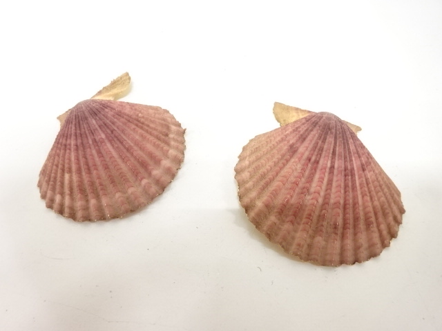  内金　貝合わせ　香合